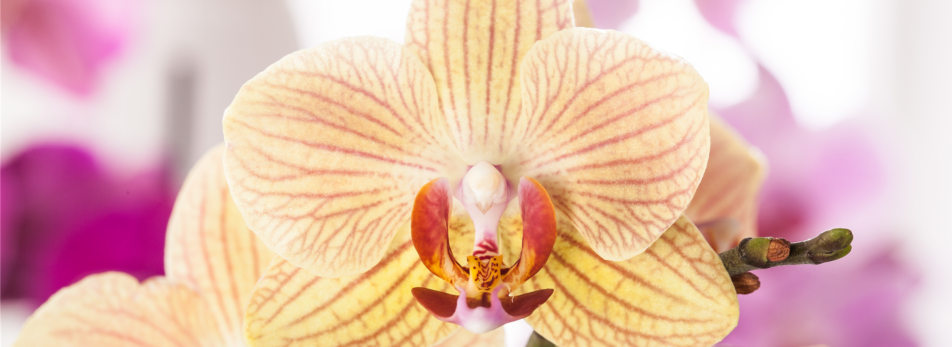 Phalaenopsis