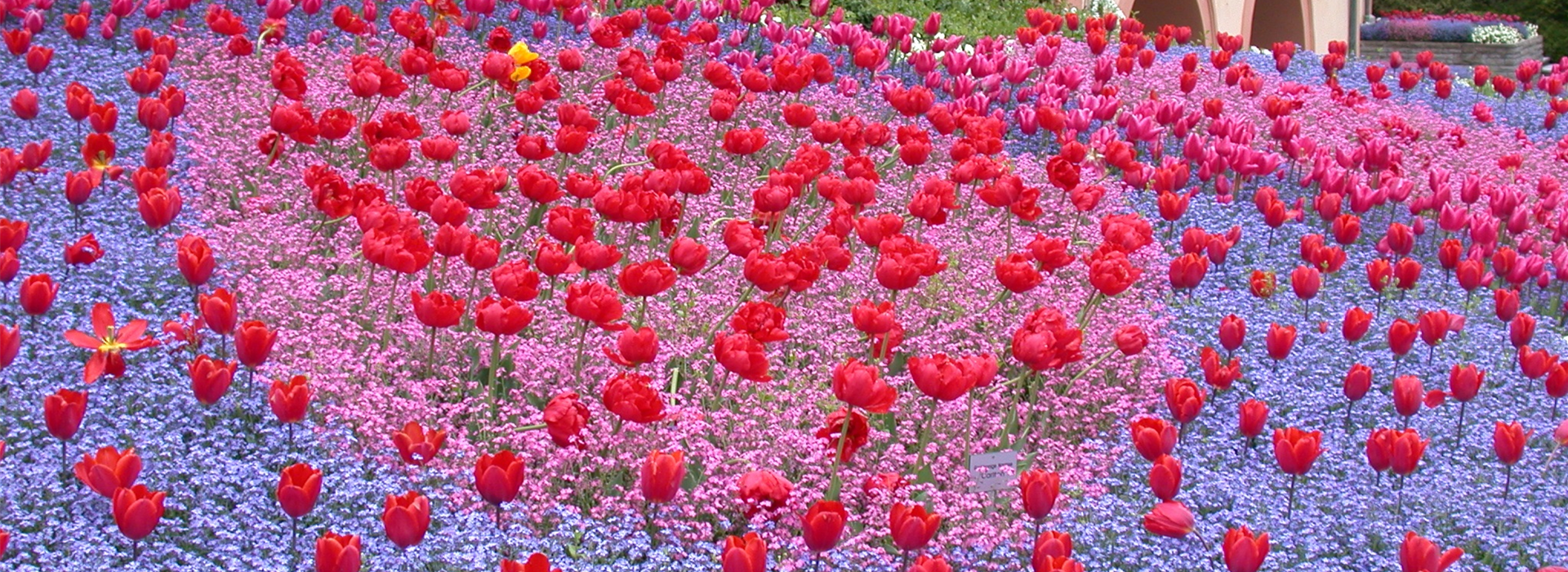 Myosotis sylvatica, Tulipa