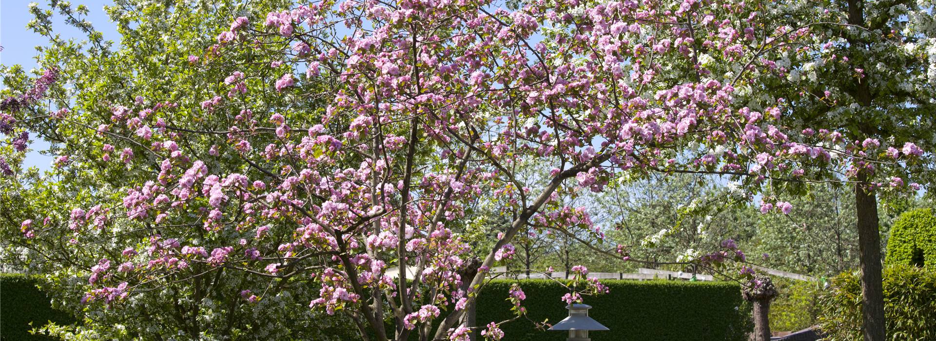 Malus 'Brandy Magic'