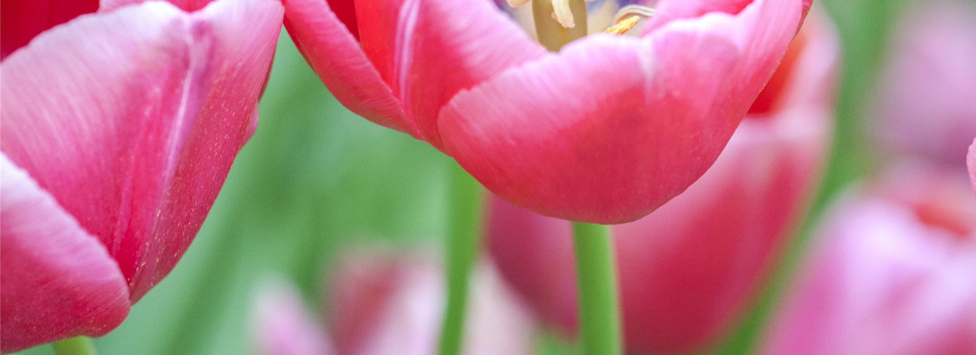 Tulipa