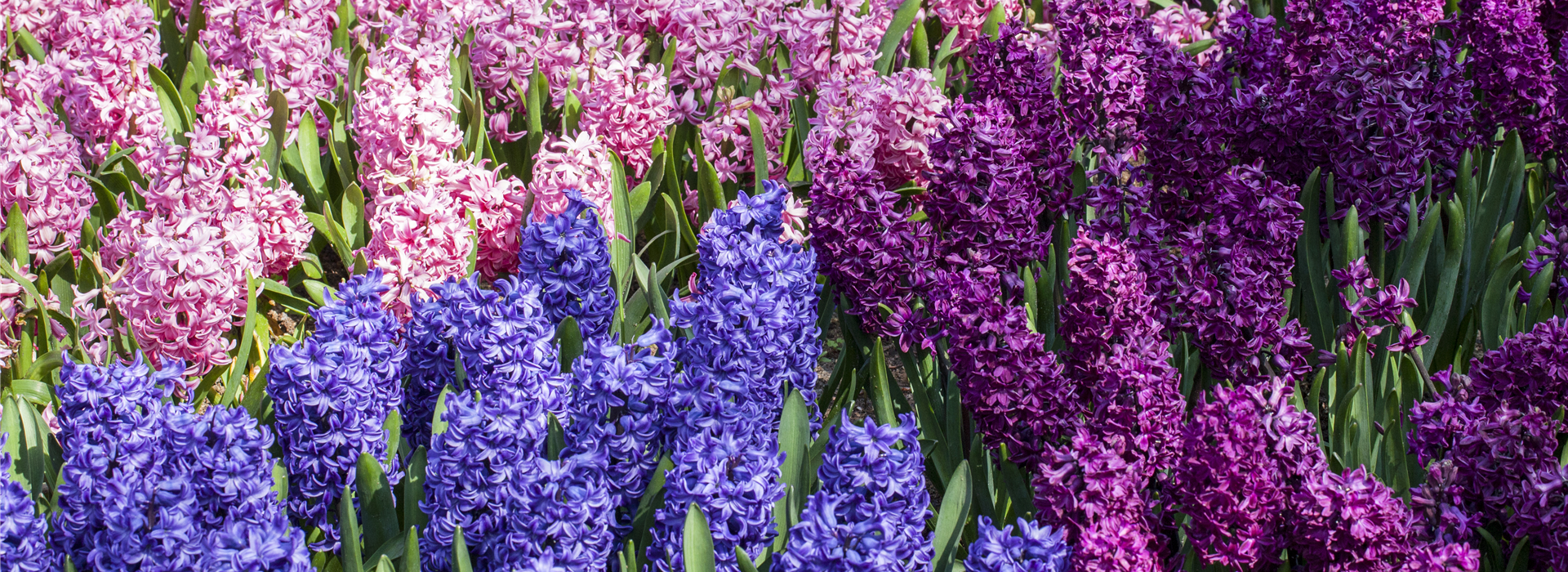 Hyacinthus orientalis, blau