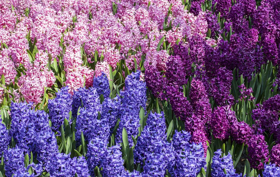 Hyacinthus orientalis, blau