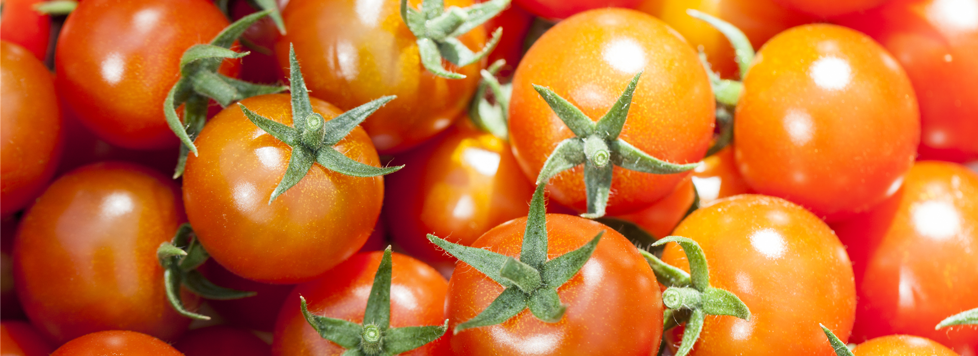 Solanum lycopersicum