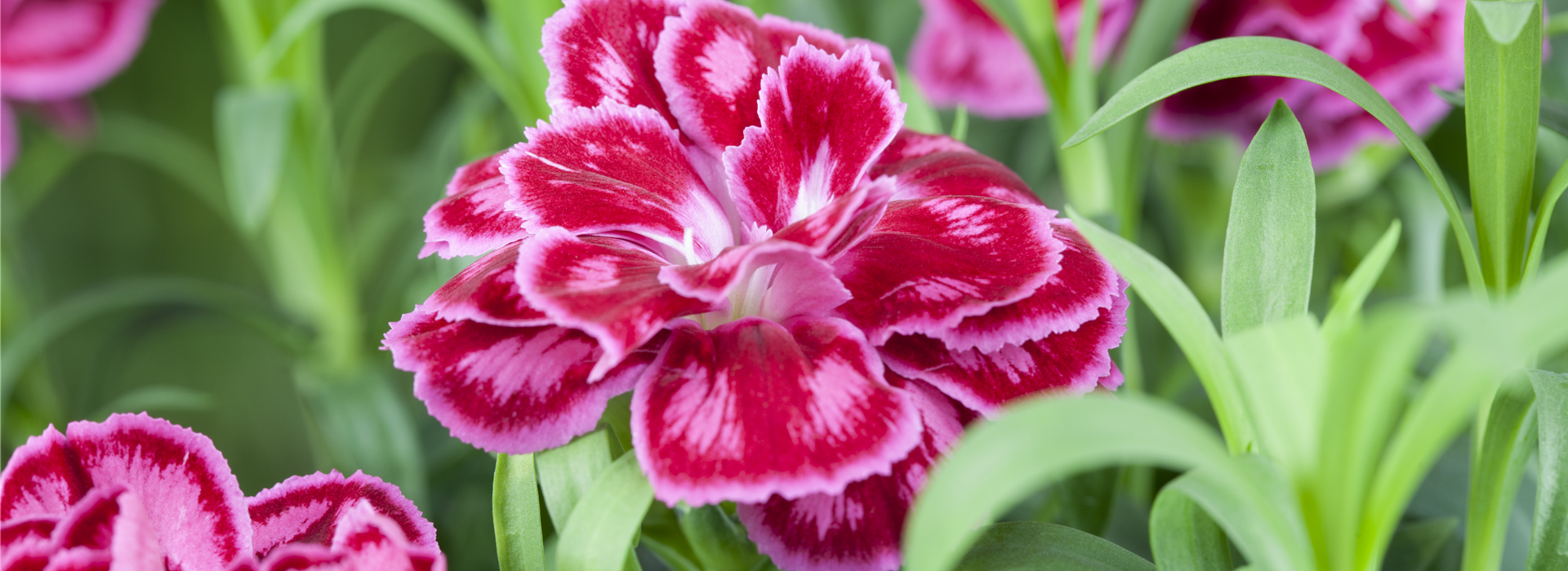 Dianthus caryophyllus