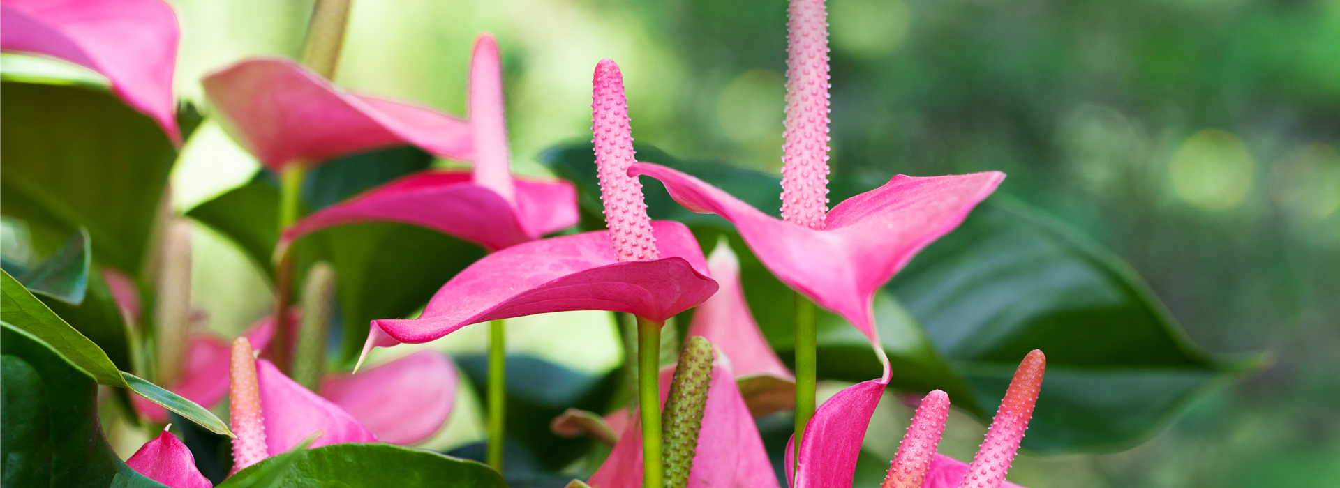 Anthurium x andreanum 'Pink Champion'