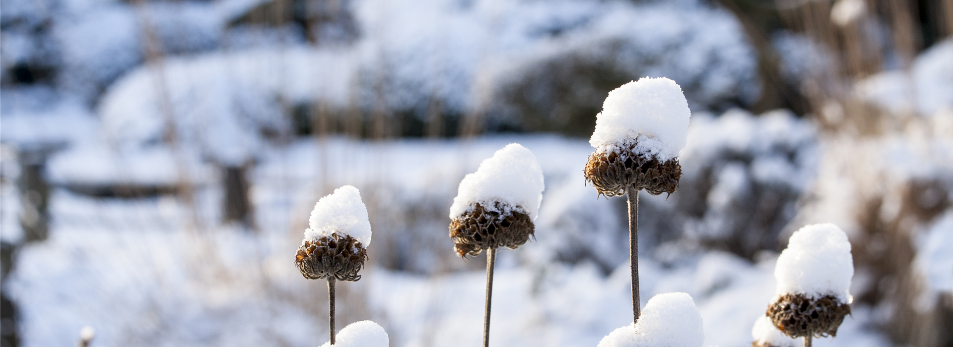 Sträucher mit Schnee