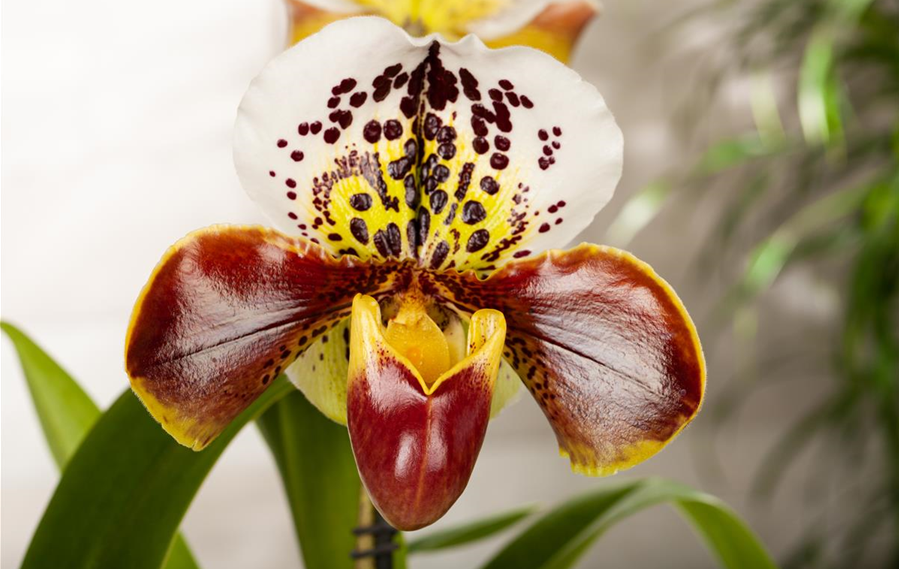 Paphiopedilum 'Ami Dürbusch'